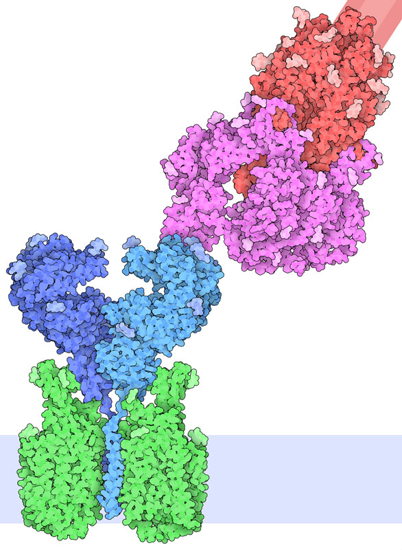Illustration of a complex of the spike protein (red and magenta) bound to its receptor ACE2 (blue). ACE2 is part of a complex with the amino acid transporter B0AT1 (green). The cell membrane is shown schematically in light blue at the bottom.